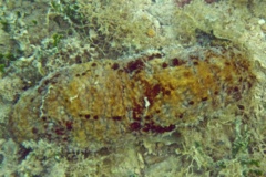 Sea Cucumbers - Florida Sea Cucumber - Holothuria floridana