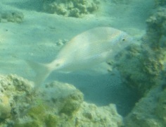 Breams - Arabian pinfish - Diplodus noct