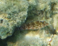 Hawkfish - Pixie hawkfish - Cirrhitichthys exycephalus