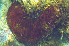 Sea Cucumbers - Five Toothed Sea Cucumber - Actinopygia agassizii