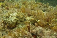 Scorpionfish - Plumed Scorpionfish - Scorpaena grandicornis