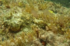 Scorpionfish - Plumed Scorpionfish - Scorpaena grandicornis