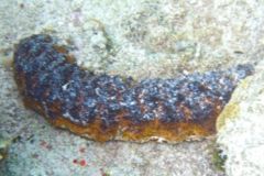 Sea Cucumbers - Five Toothed Sea Cucumber - Actinopygia agassizii