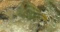 Filefish - Orangespotted Filefish - Cantherhines pullus