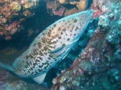 Groupers - Island grouper - Mycteroperca fusca