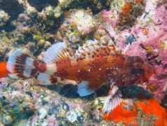 Scorpionfish - Madeira rockfish - Scorpaena maderensis