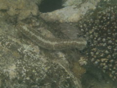 Sea Cucumbers - Godeffroy's Sea Cucumber - Euapta godeffroyi