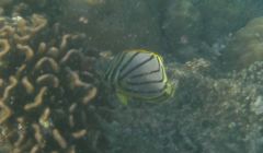 Butterflyfish - Scrawled Butterflyfish - Chaetodon meyeri