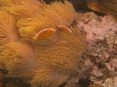 Damselfish - Yellow Anemonefish - Amphiprion sandaracinos