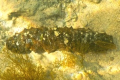Sea Cucumbers - Tubular Sea Cucumber - Holothuria tubulosa