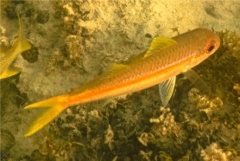 Goatfish - Yellow Goatfish - Mulloidichthys martinicus