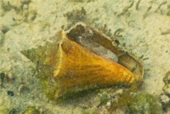 Sea Snails - Queen Conch - Strombus gigas