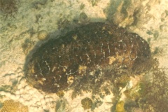 Sea Cucumbers - Florida Sea Cucumber - Holothuria floridana