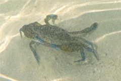 Crabs - Blue Crab - Callinectes sapidus
