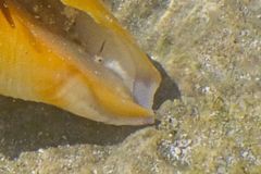 Sea Snails - Queen Conch - Strombus gigas