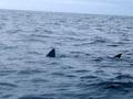 Sharks - Basking Shark - Cetorhinus maximus