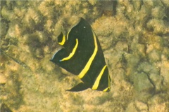 Angelfish - Gray Angelfish - Pomacanthus arcuatus