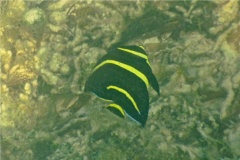 Angelfish - Gray Angelfish - Pomacanthus arcuatus