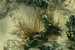 Anemones - Corkscrew Anemone - Bartholomea annulata