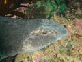 Sharks - Draughtboard Shark - Cephaloscyllium laticeps