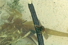 Crabs - Reticulated Hermit Crab - Iridopagurus reticulatus