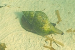 Sea Snails - Tulip Snail - Fasciolaria tulipa