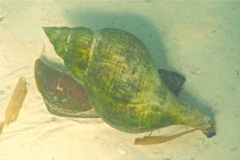 Sea Snails - Tulip Snail - Fasciolaria tulipa