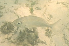 Mojarras - Slender mojarra - Eucinostomus jonesi