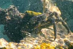 Spider Crabs - Channel Clinging Crab - Mithrax spinosissimus