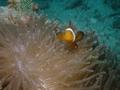 Damselfish - Clown Anemonefish - Amphiprion percula