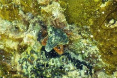 Crabs - Sponge Decorator Crab - Macrocoeloma trispinosum