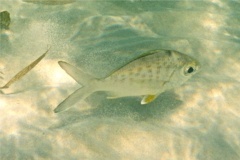 Mojarras - Yellowfin Mojarra - Gerres cinereus