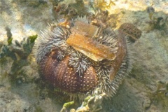 Sea Urchins - West Indian Sea Egg - Tripneustes ventricosus