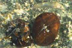Sea Urchins - Sea Biscuit - Clypeaster rosaceus