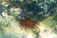 Sea Urchins - Rock Boring Urchin - Echinometra lucenter