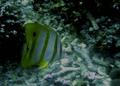 Butterflyfish - Copperband Butterflyfish - Chelmon rostratus