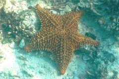 Starfish - Cushion Sea Star - Oreaster reticulatus