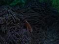 Damselfish - Pink Anemonefish - Amphiprion perideraion