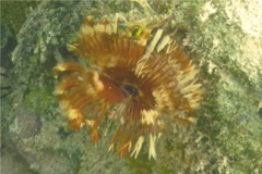 Featherduster worms - Split-crown Featherduster - Anamobaea orstedii