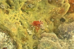 Crabs - Red Reef Hermit Crab - Paguristes cadenati