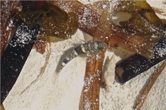 Gobies - Frillfin Goby - Bathygobius soporator
