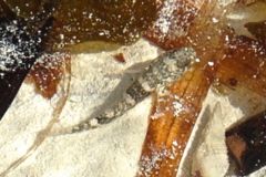 Gobies - Frillfin Goby - Bathygobius soporator