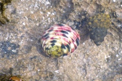 Sea Snails - Four Toothed Nerite - Nerita versicolor