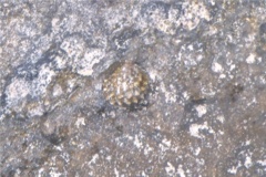 Sea Snails - Chestnut Turbo Snail - Turbo castanea