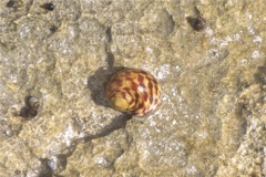 Sea Snails - Bleeding Tooth Nerite - Nerita peleronta