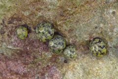 Sea Snails - Magpie Shell - Cittarium pica