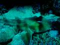 Sharks - Crested Horn Shark - Heterodontus galeatus