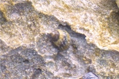 Sea Snails - Virgin Nerite - Neritina virginea