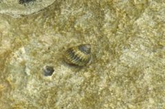 Sea Snails - Virgin Nerite - Neritina virginea
