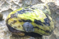 Sea Snails - Striped False Limpet - Siphonaria pectinata